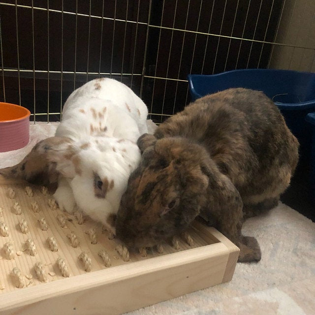 Bunny Rabbit Sisal Digging Box