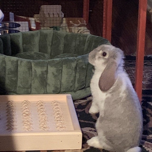 Bunny Rabbit Sisal Digging Box