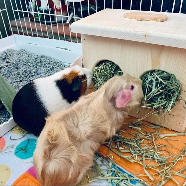 Guinea Pig Hay Feeder
