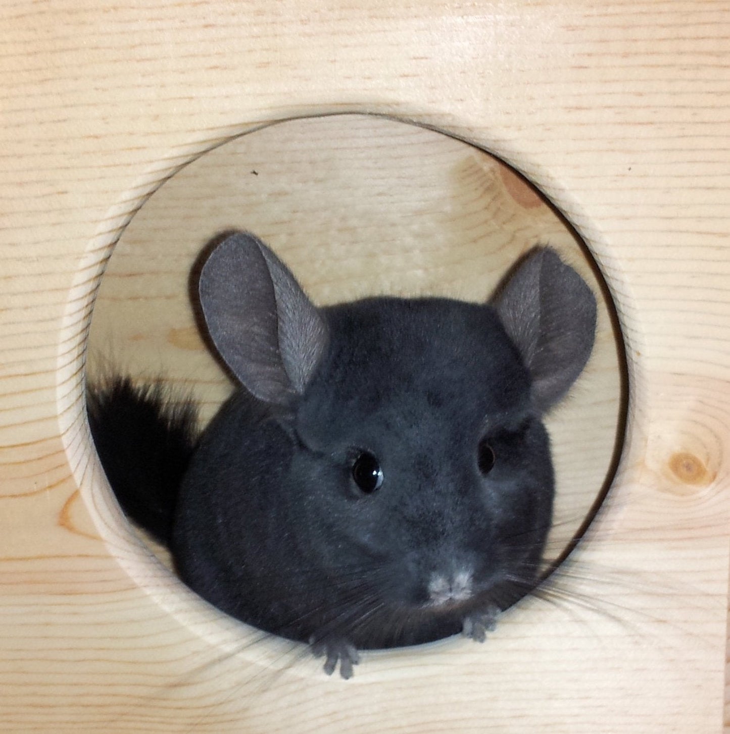 Custom chinchilla house